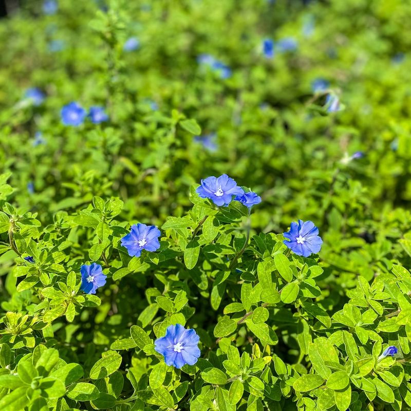 Dwarf Morning Glories