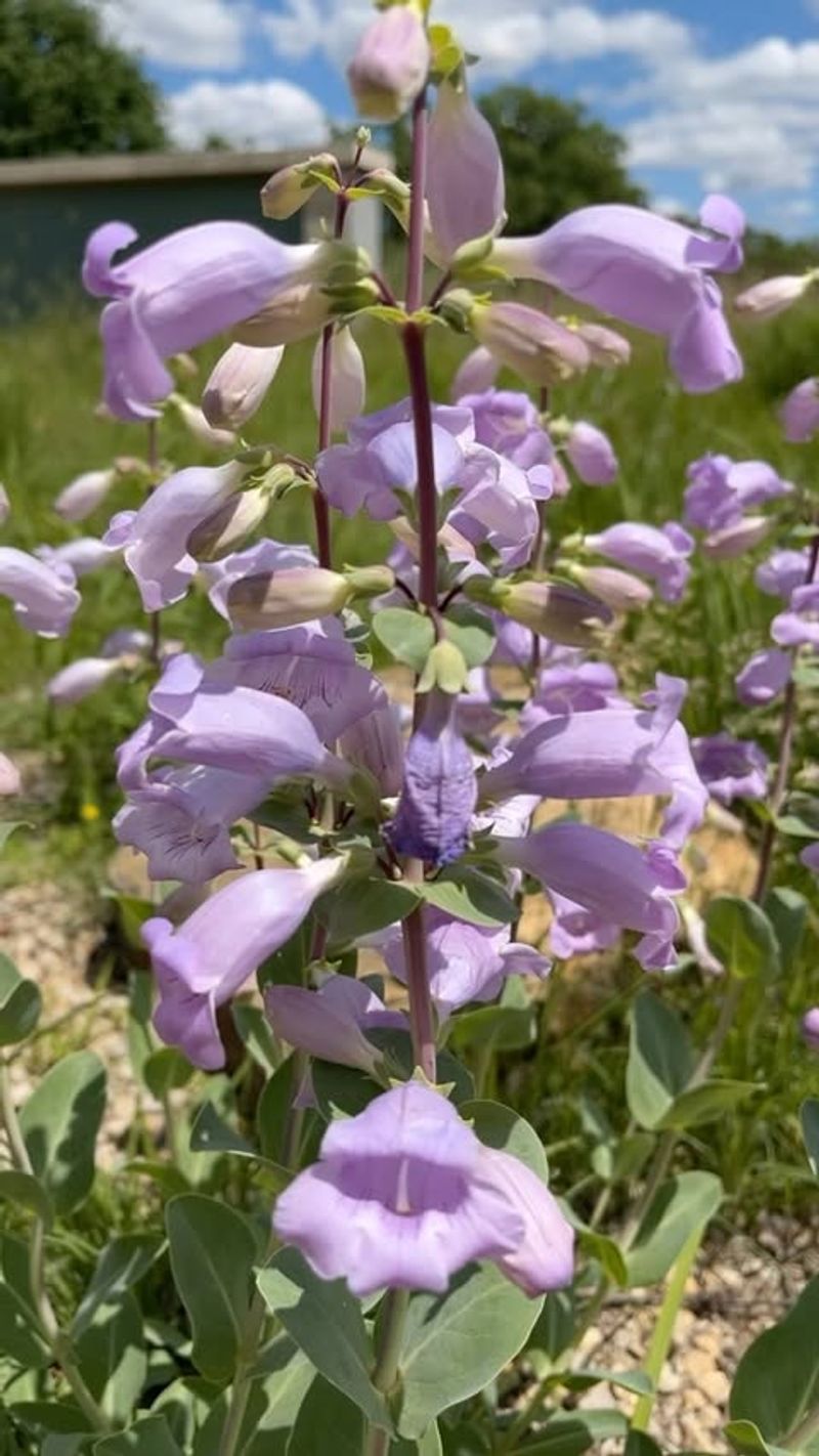 Penstemon – The Beardtongue Beauty