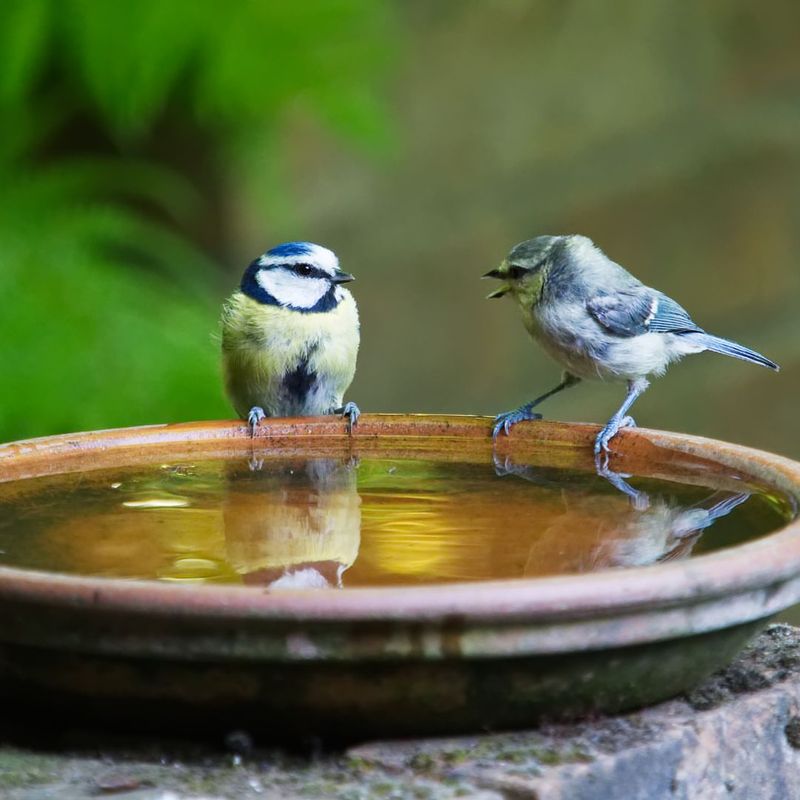 Maintain Fresh Water