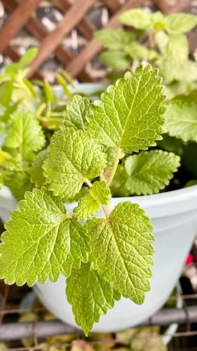 Maintain Consistent Watering Schedule