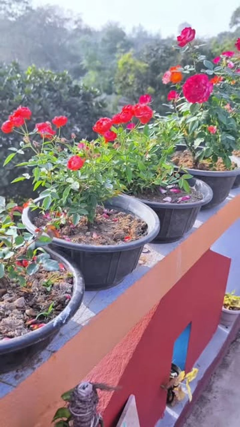 Master Watering Techniques