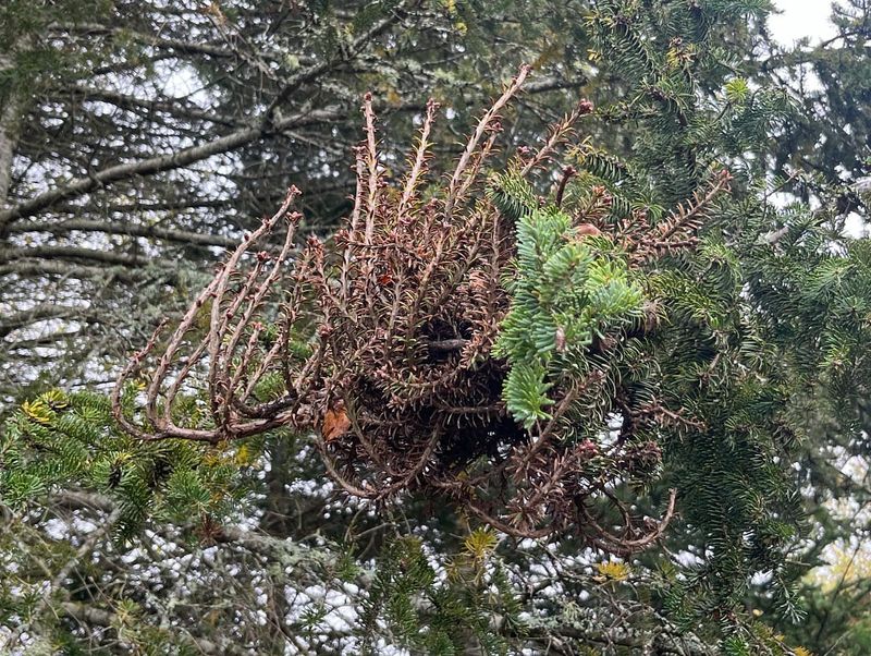 Witches' Brooms