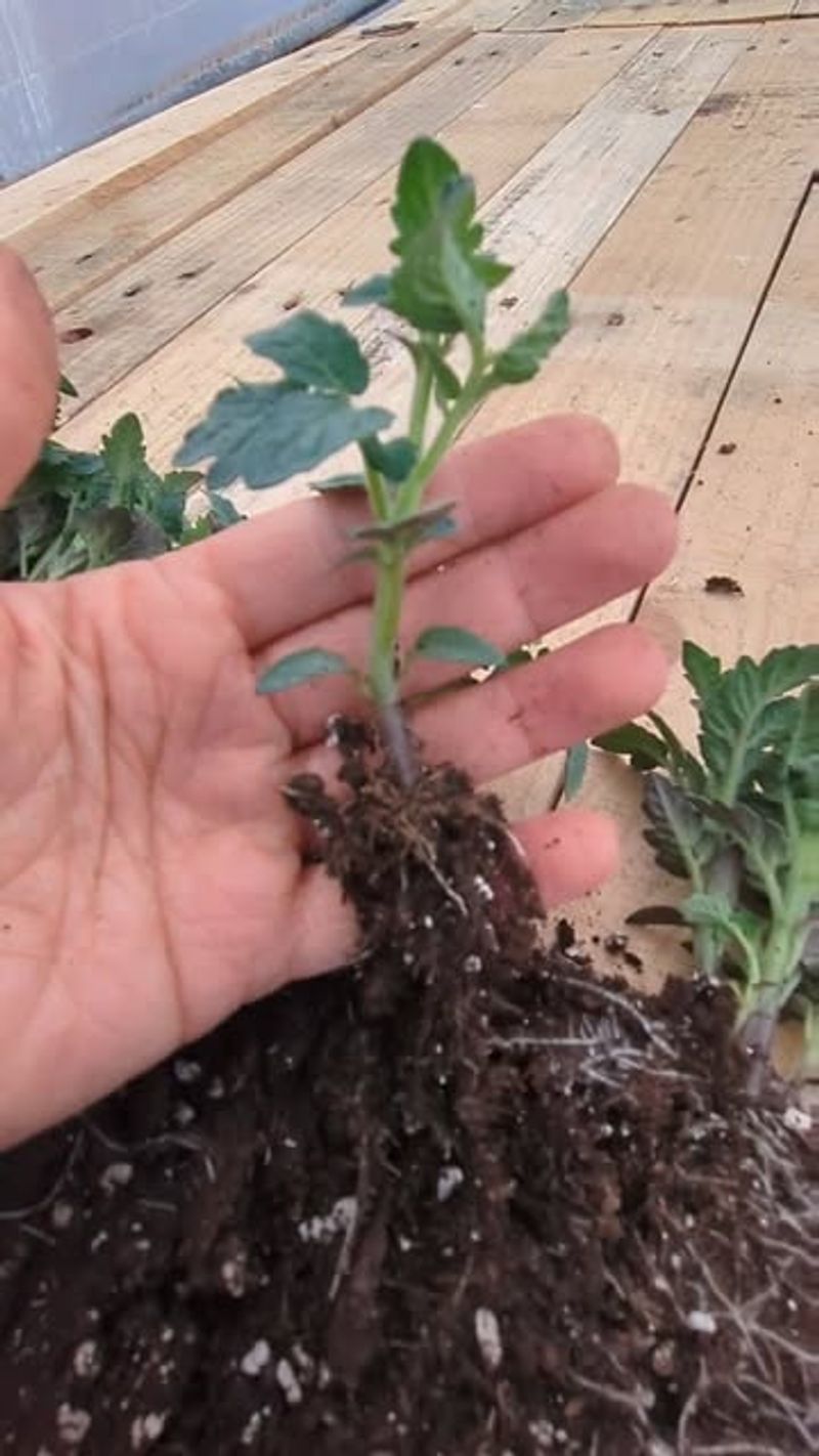 Root Damage