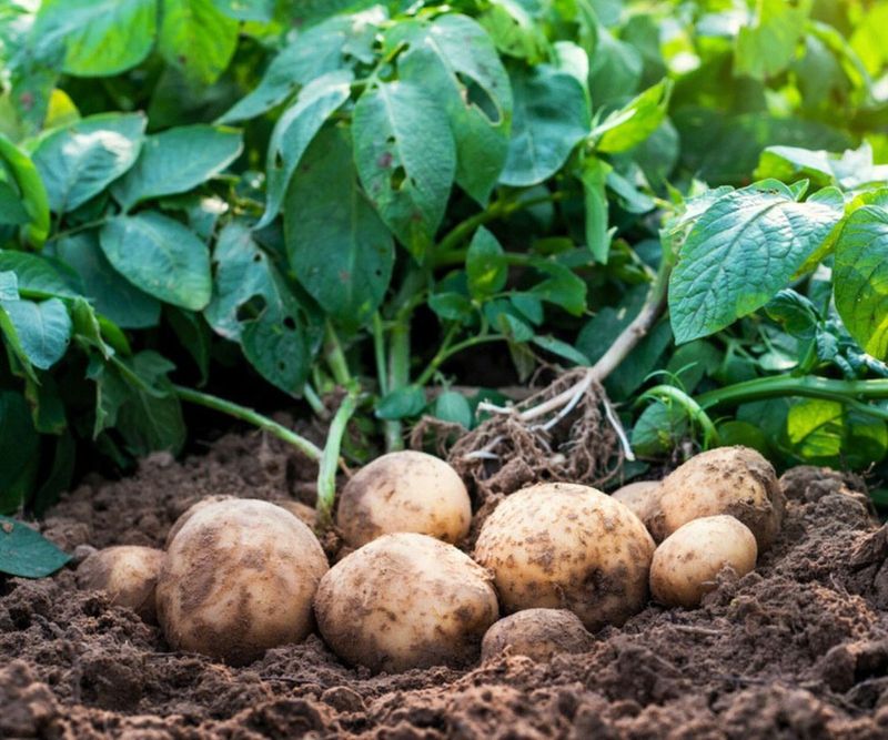 Harvesting Too Early