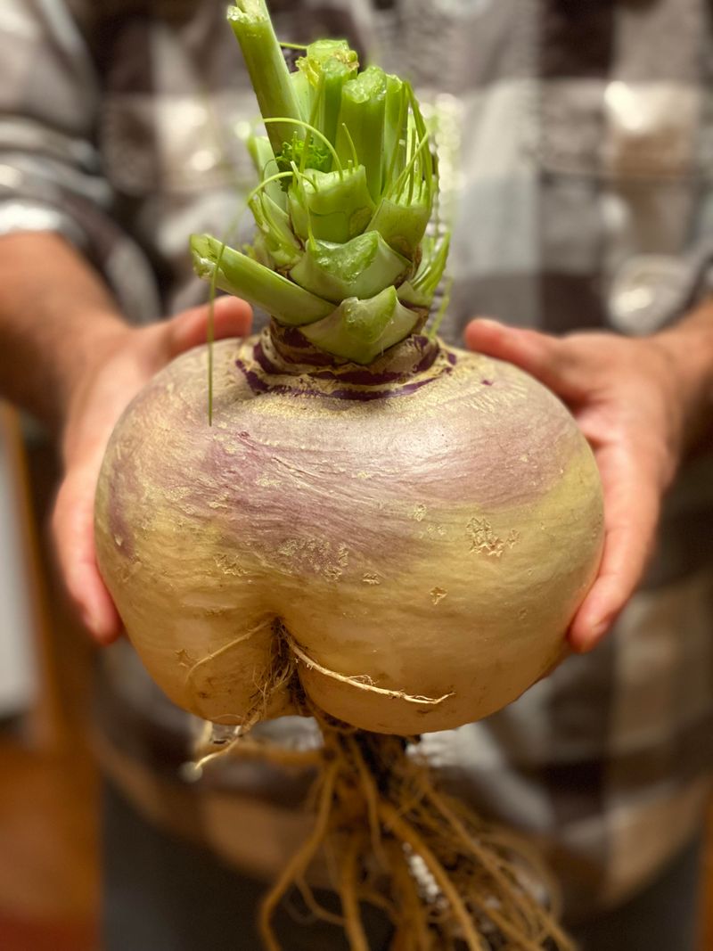 Rutabaga