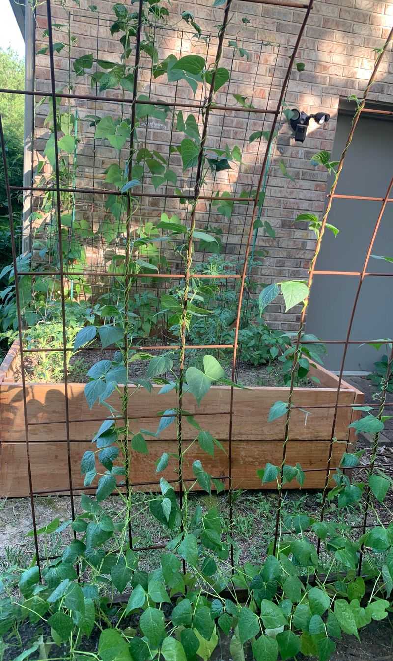 Green Beans