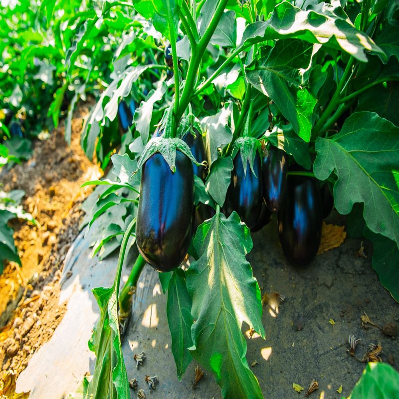 Eggplants At Peak Glossiness