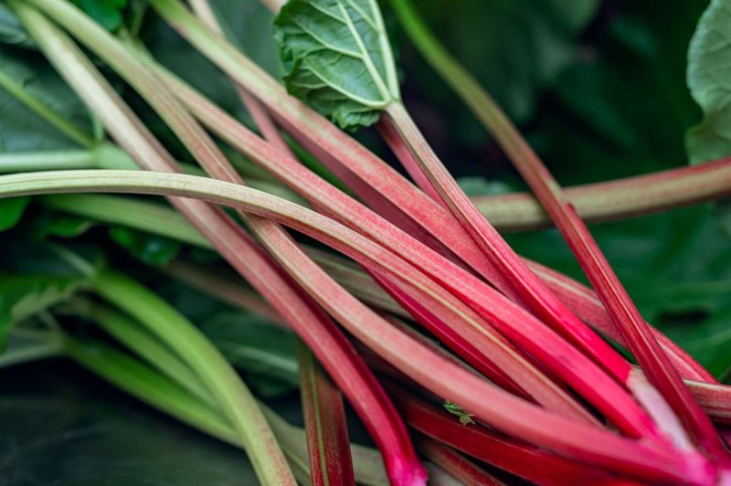 Rhubarb - Perennial Bed Monopolizer