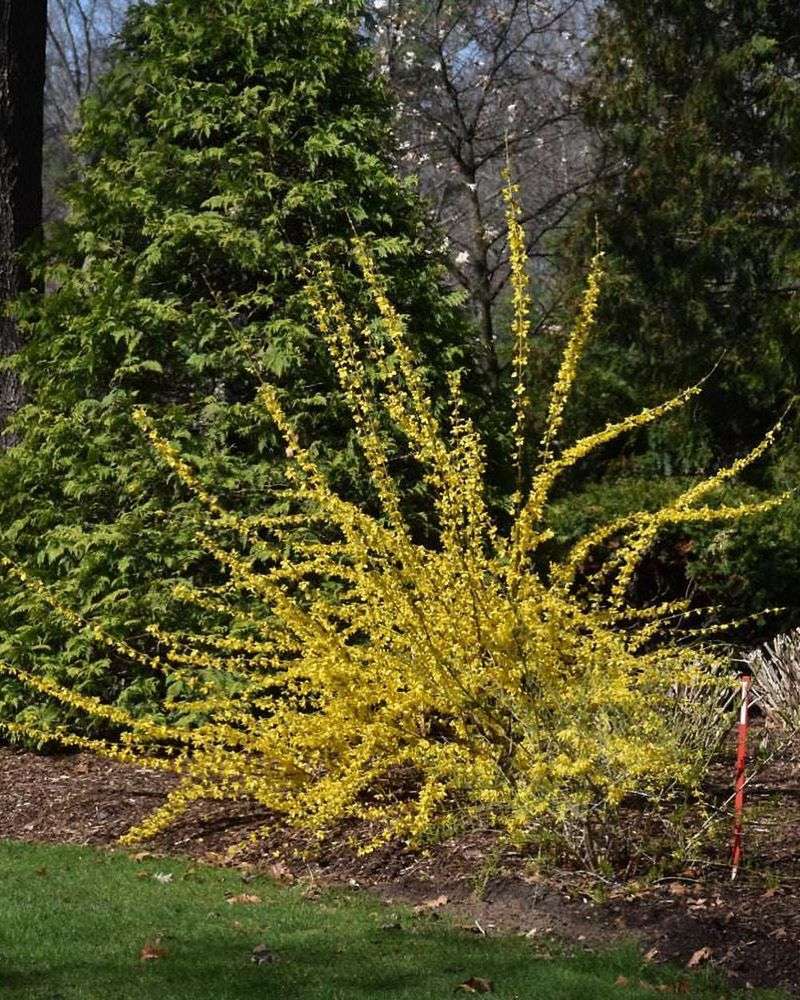 Forsythia's Last Chance for Shaping