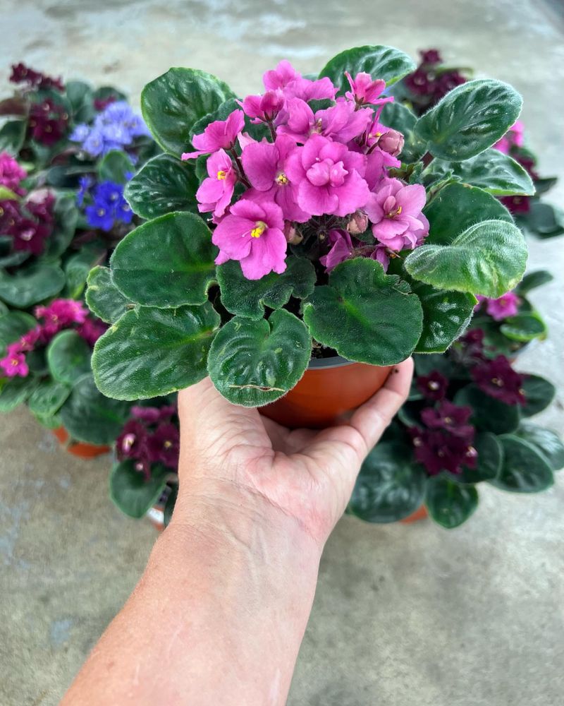 African Violet