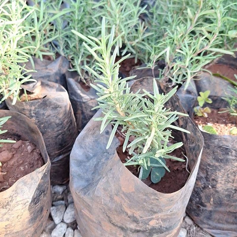 Rosemary