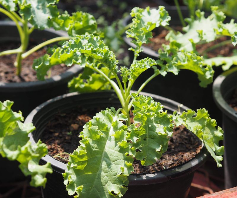 Kale