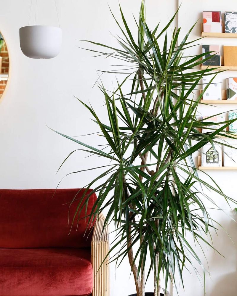Dracaena (Dracaena marginata)