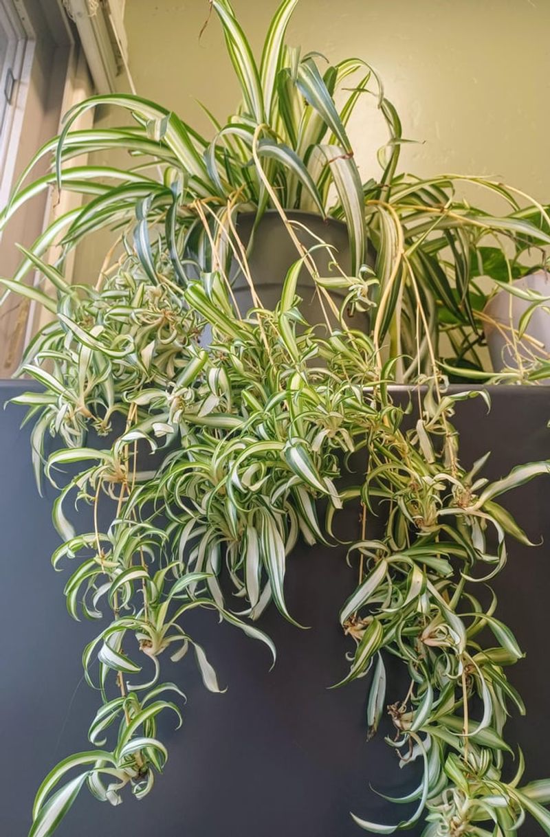 Spider Plant: The Gift That Keeps Giving