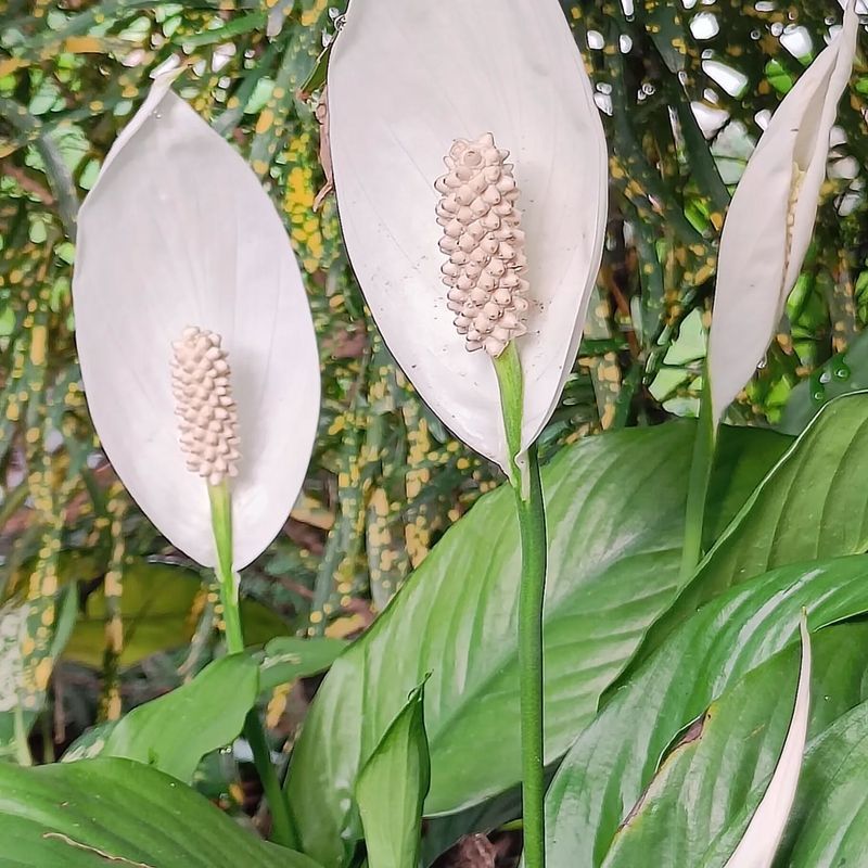 Peace Lily