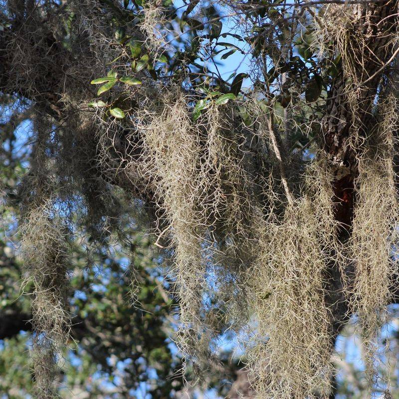 Spanish Moss
