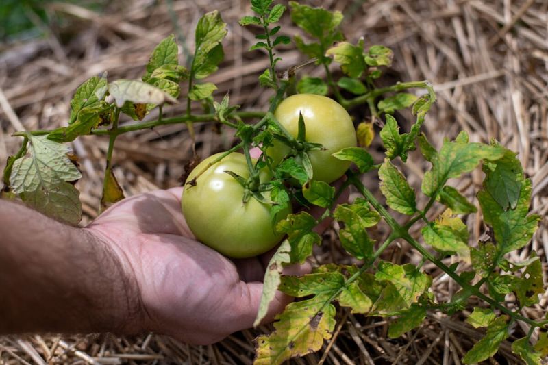 Delayed Fruit Ripening