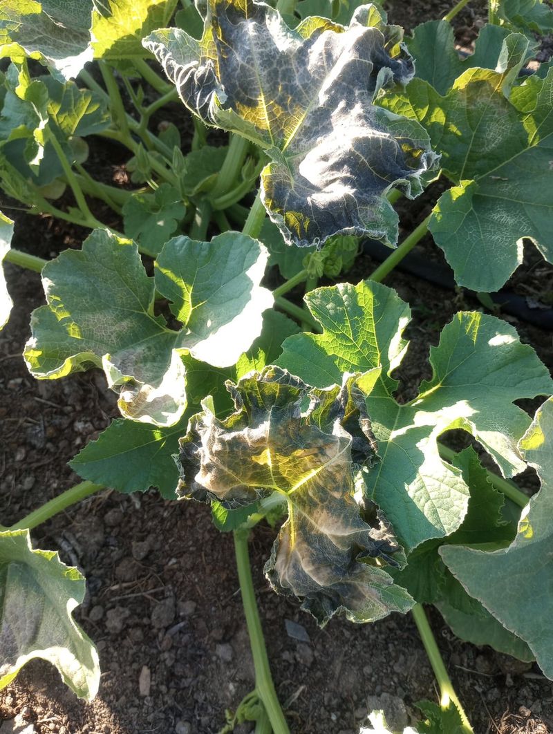 Herbicide Drift