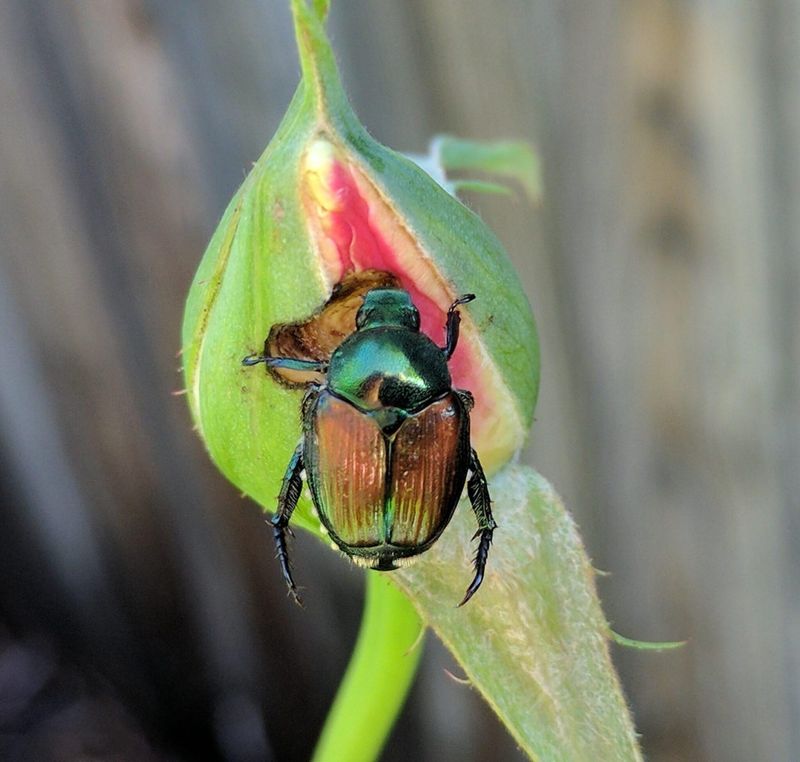 Japanese Beetle Invasion