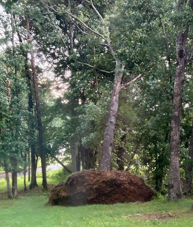 Excessive Leaning After Storms