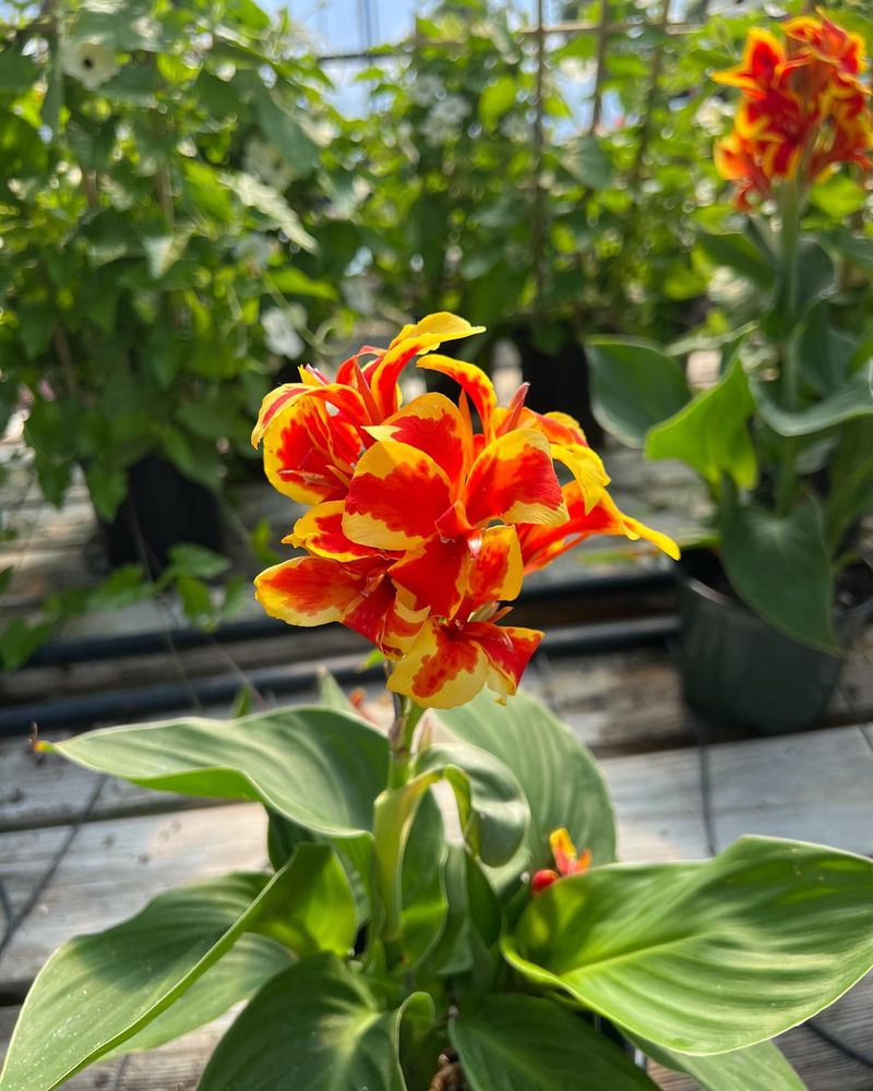 Dramatic Canna Lilies