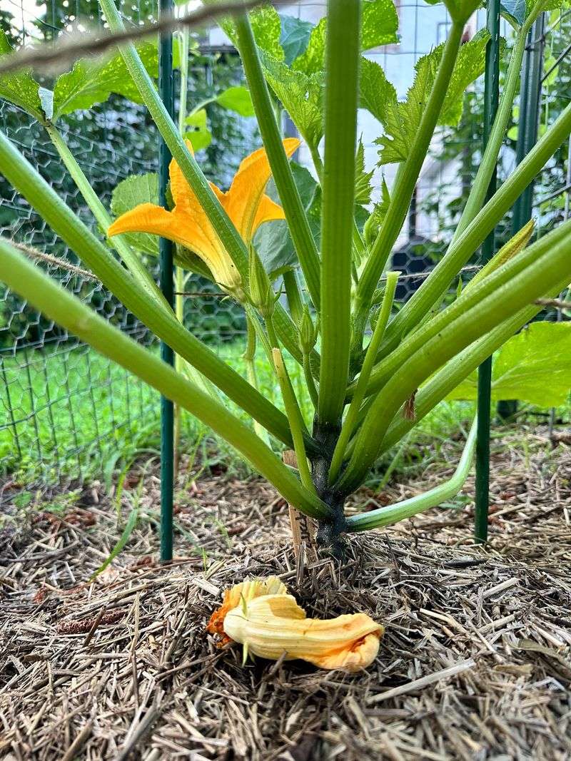 Mulch Around Plants Before Harvesting