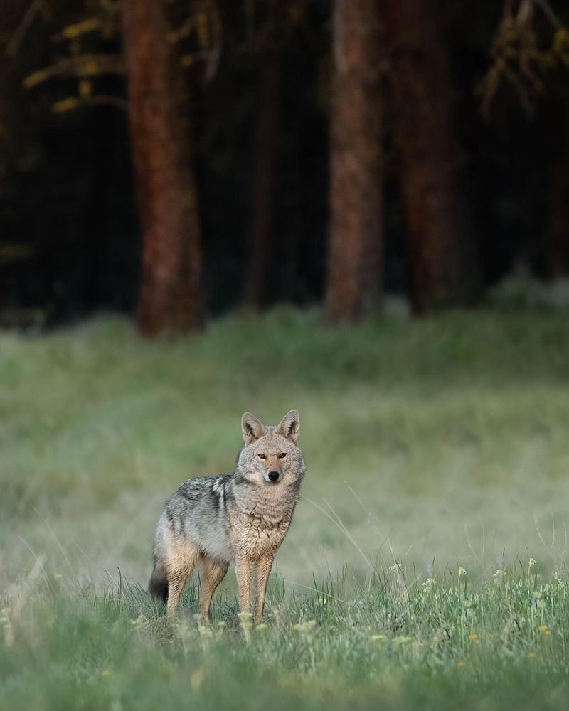 Educate Neighbors About Coyote Management