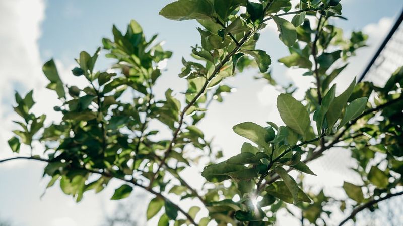 Protect from Pests Naturally