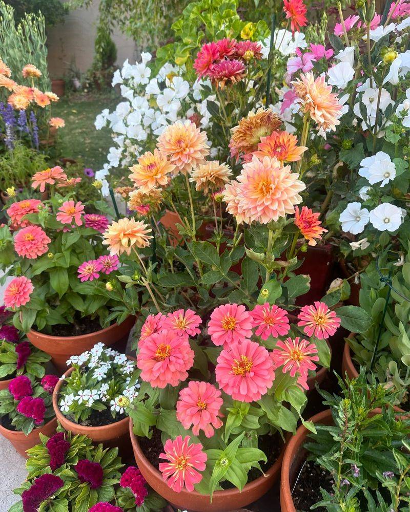 Grow In Containers
