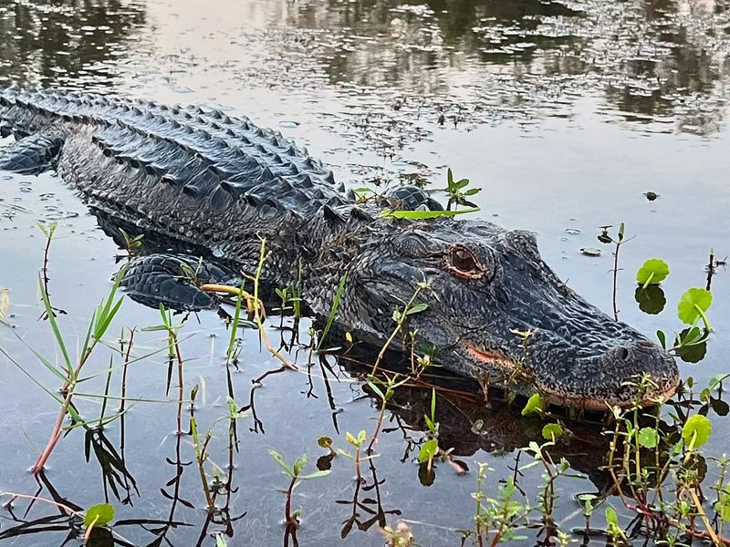 Alligators