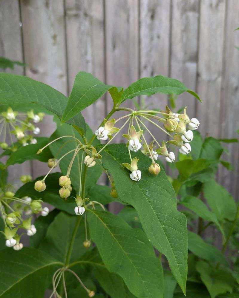 Poke Milkweed (Asclepias exaltata)