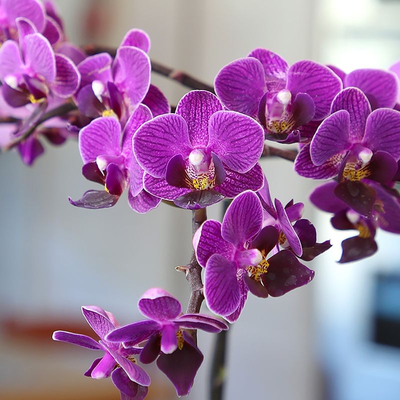 Orchid