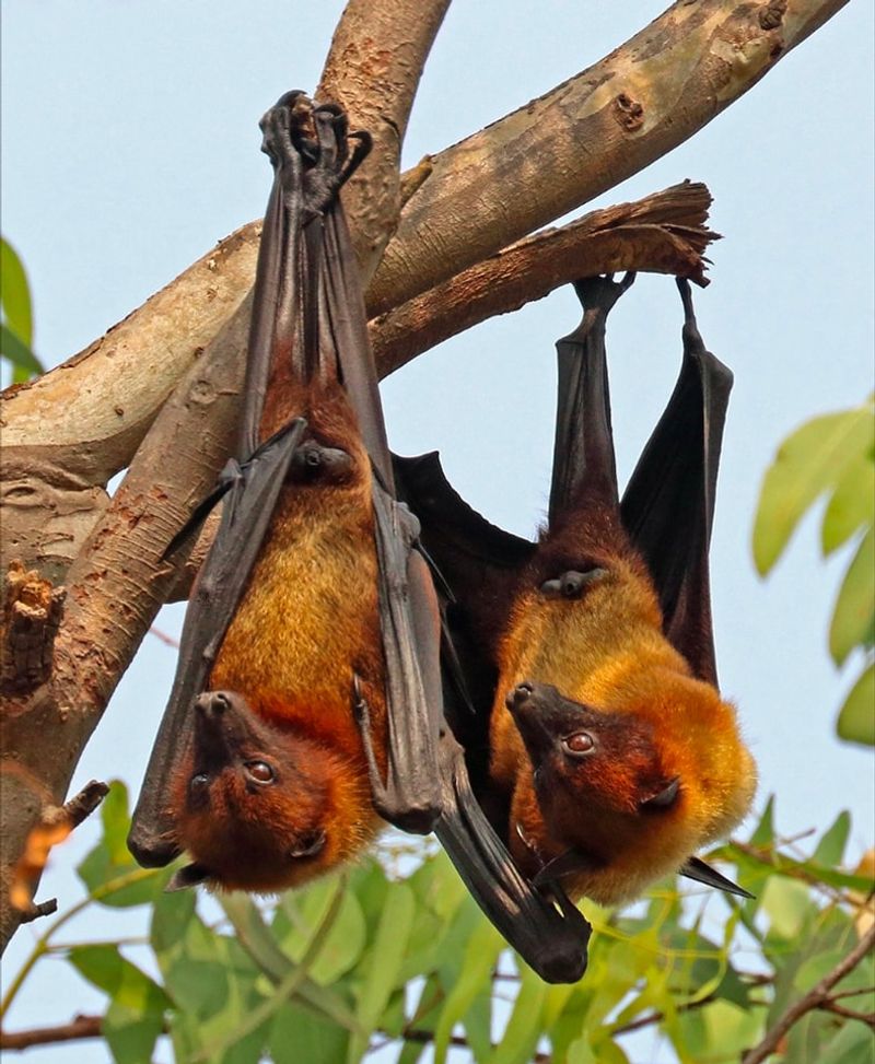 Bats