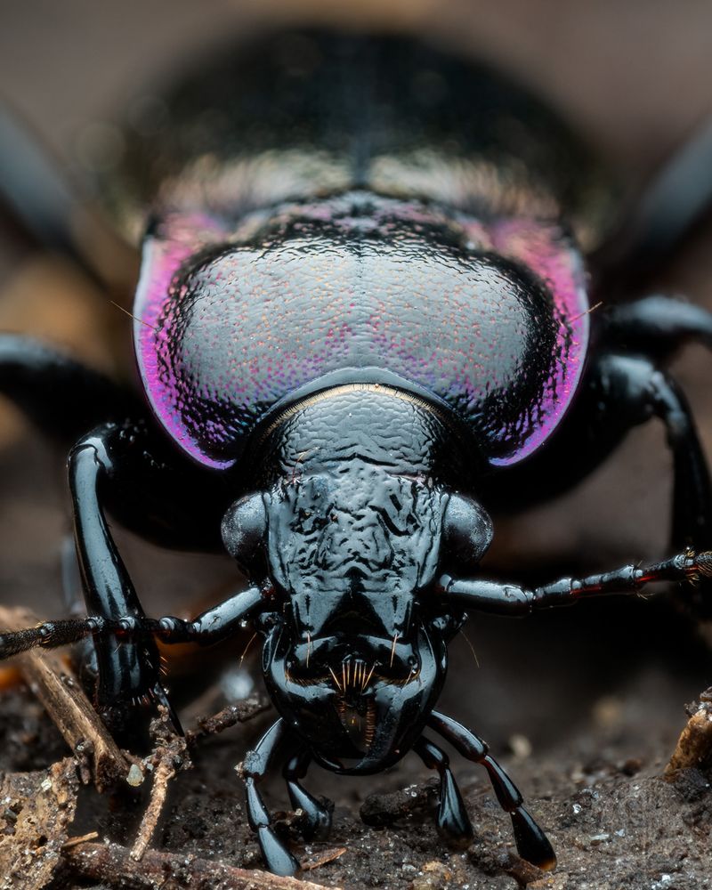 Ground Beetles
