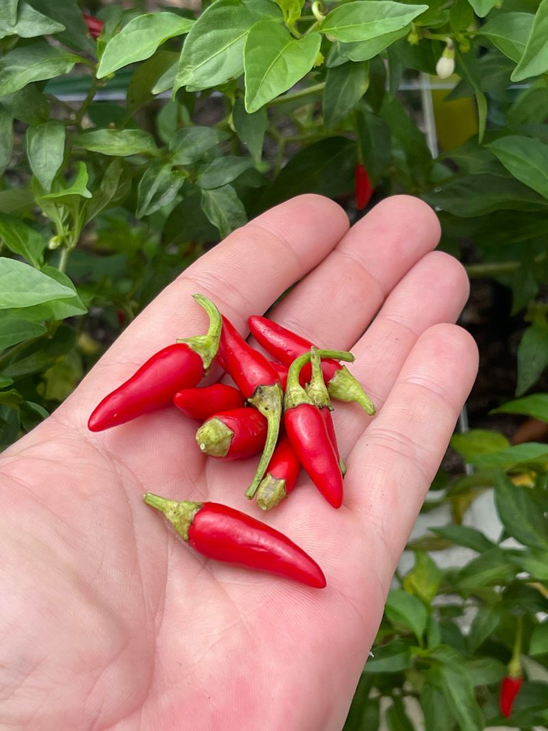 Hot Peppers