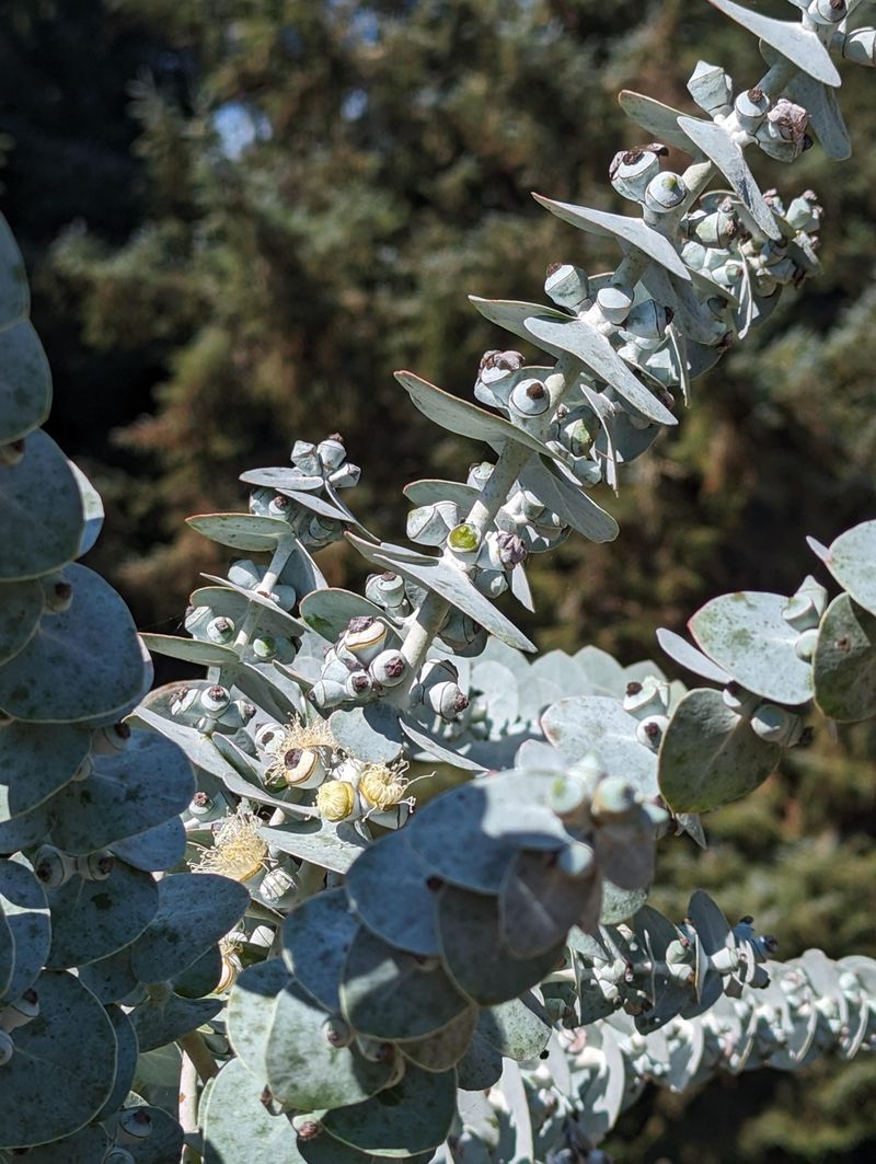 Eucalyptus Elegance