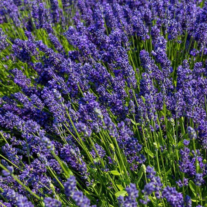Fragrant Lavender Blooms