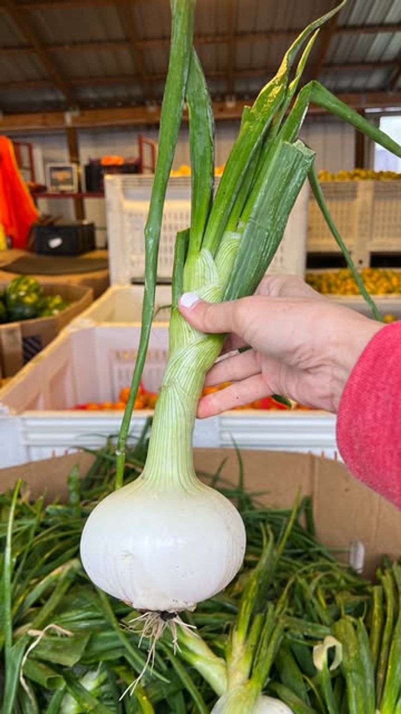 Onion's Eye-Watering Effect