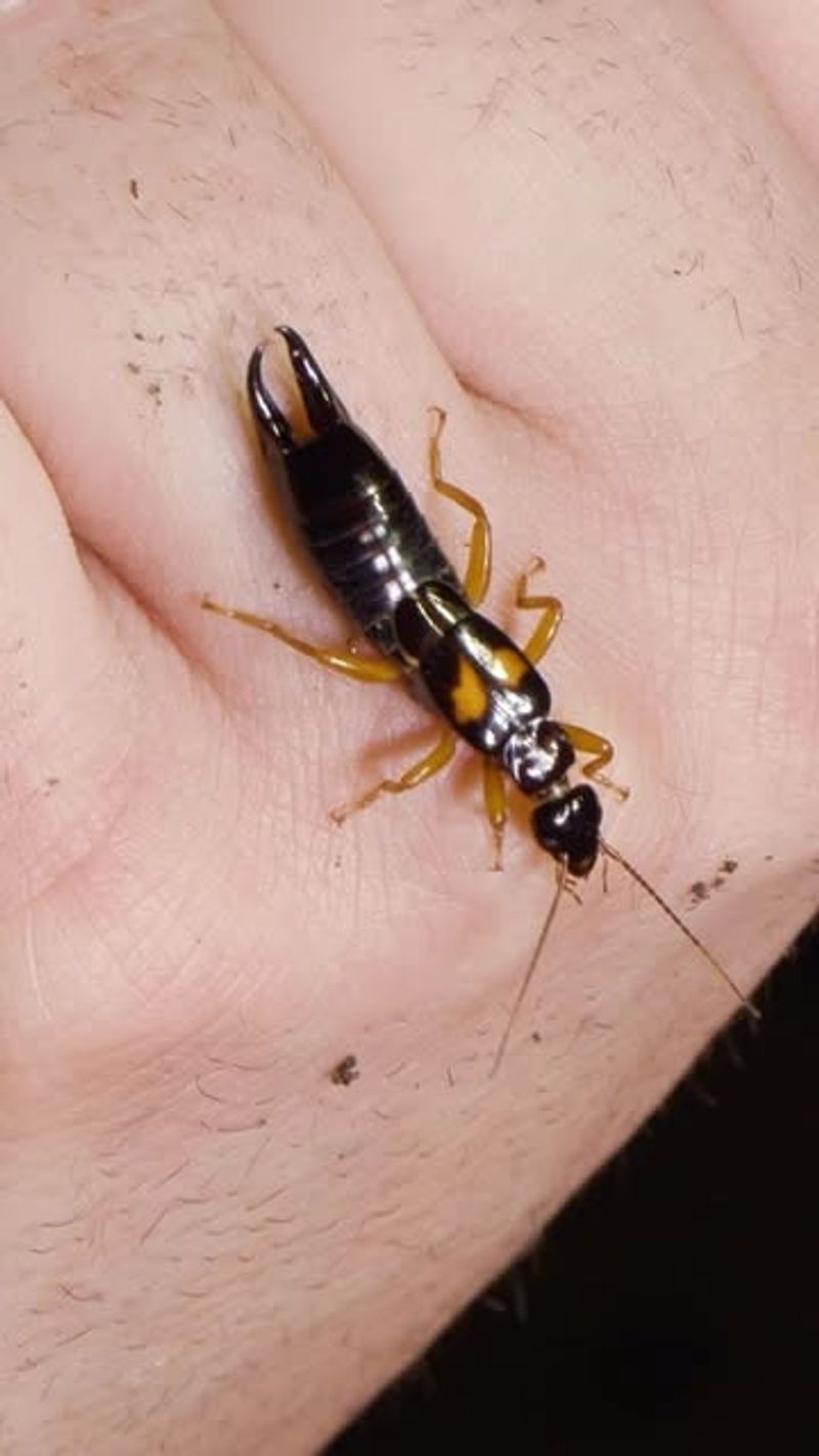 Earwigs