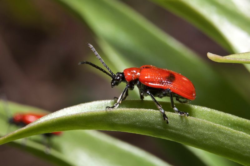 Ignoring Pest Problems