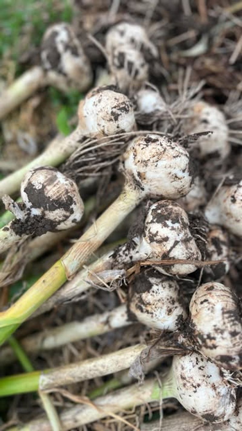 Heat-Amplified Fungal Diseases