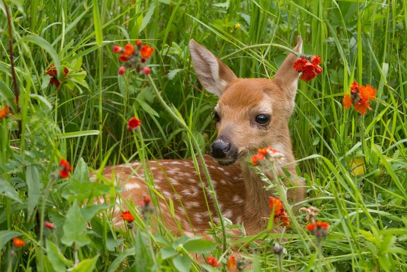 Remove Attractants For Future Prevention