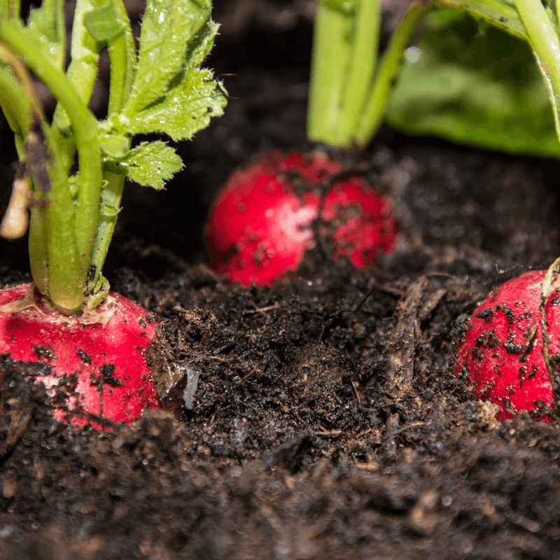 Master The Planting Depth