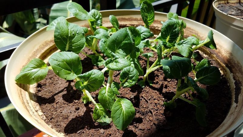 Start Seeds Properly