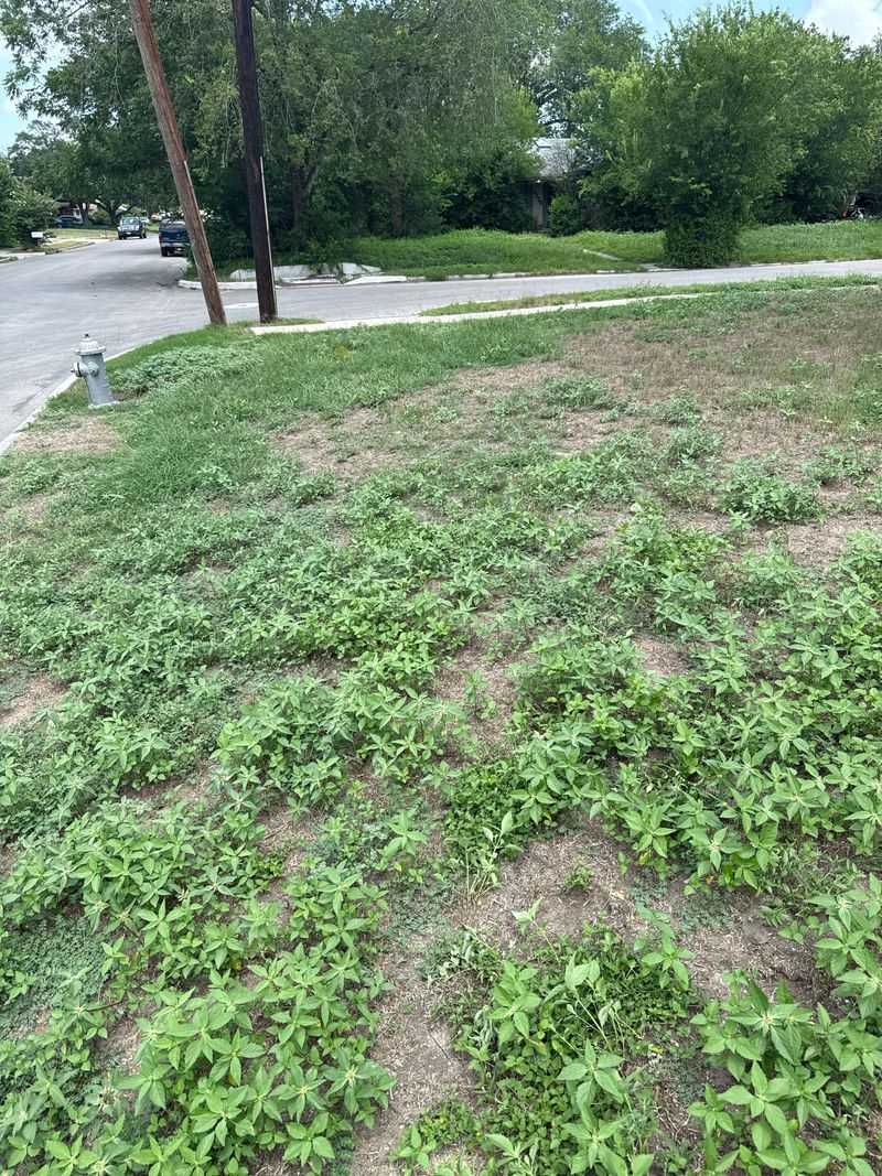 Control Late-Season Weeds