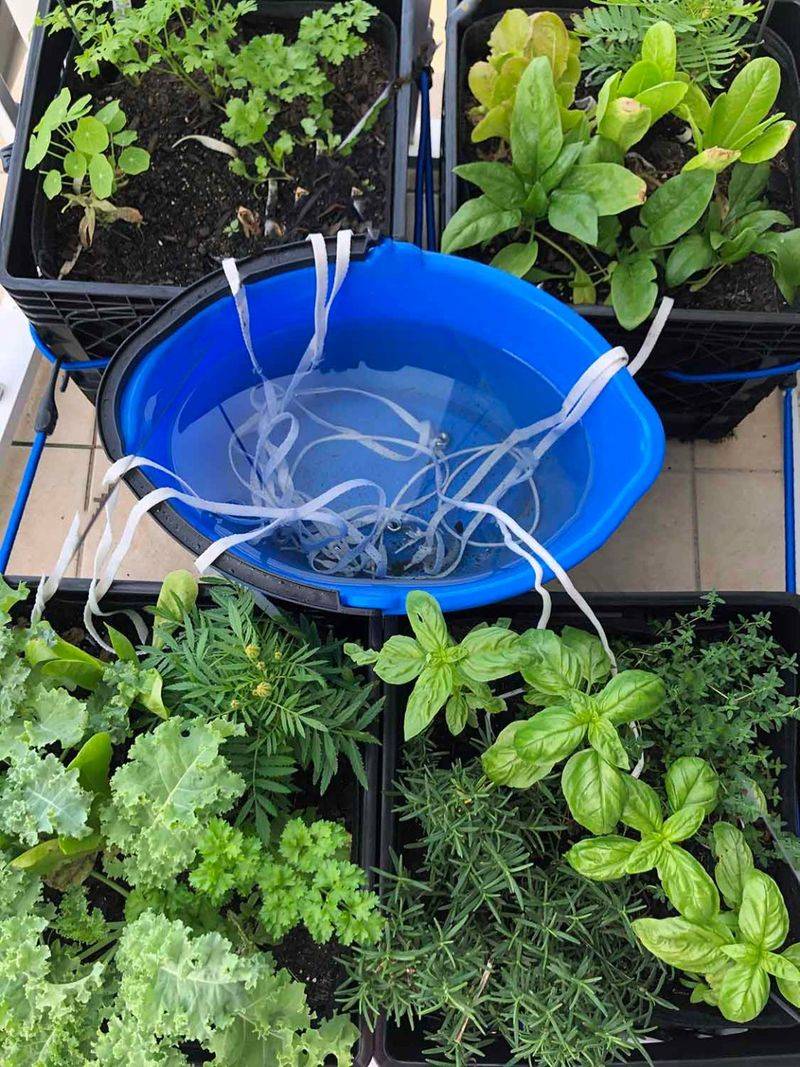 Water Newly Planted Seedlings Correctly