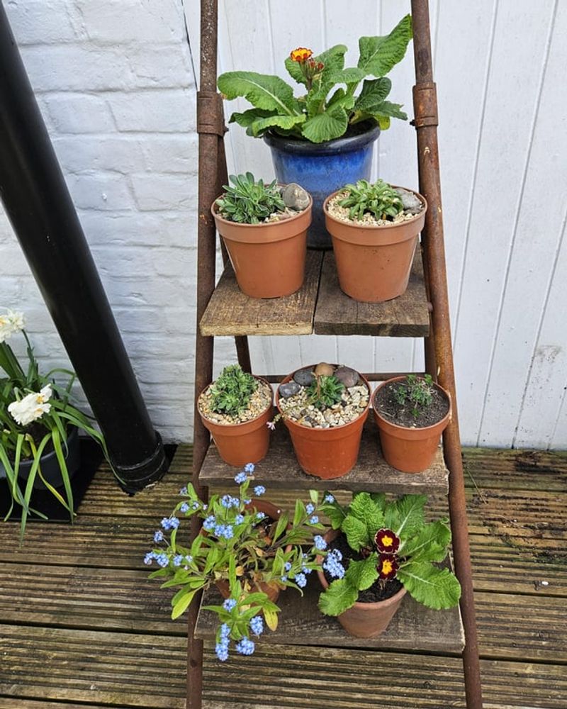 Upcycle a Ladder Plant Stand