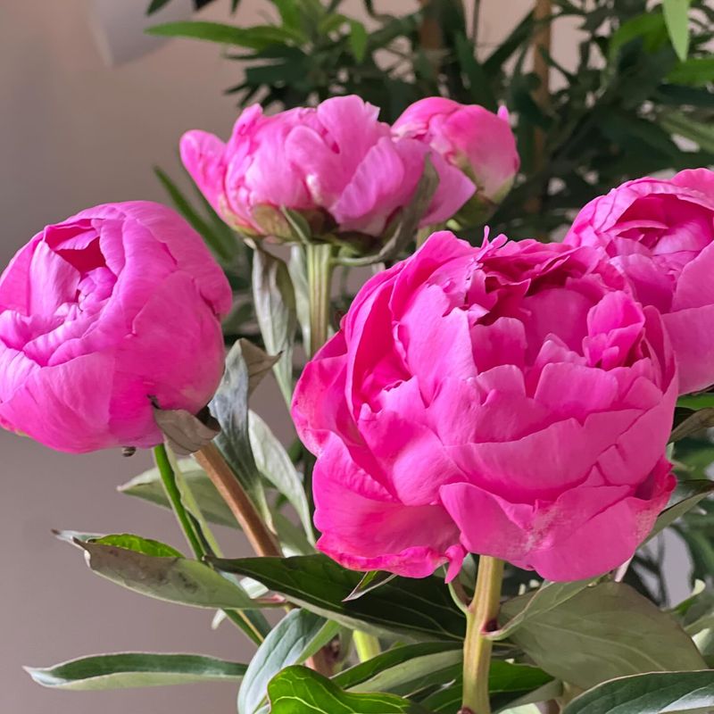 Trim Stems at an Angle