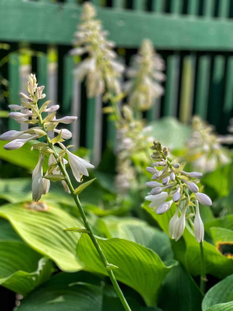 When Flowers Look Scraggly