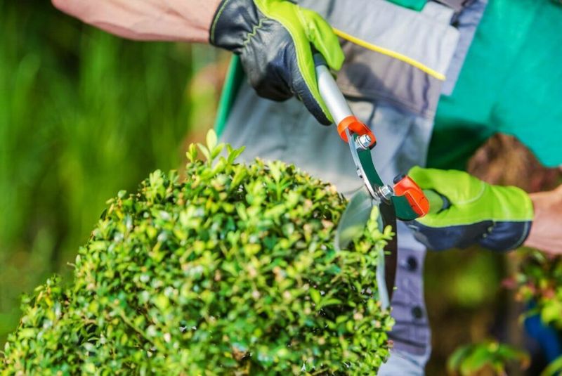 Prevents Flowering and Fruiting Issues